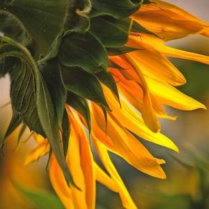 Meet your Posher, Sally